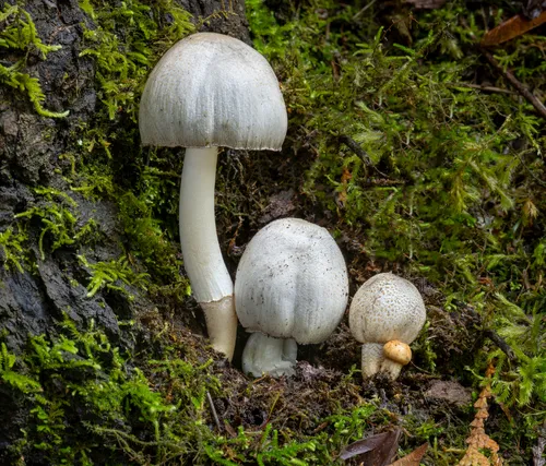 Coprinopsis romagnesiana
