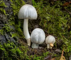 Coprinopsis romagnesiana thumbnail 1