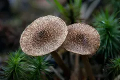 Inocybe leptophylla thumbnail 1
