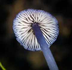 Entoloma largentii thumbnail 2