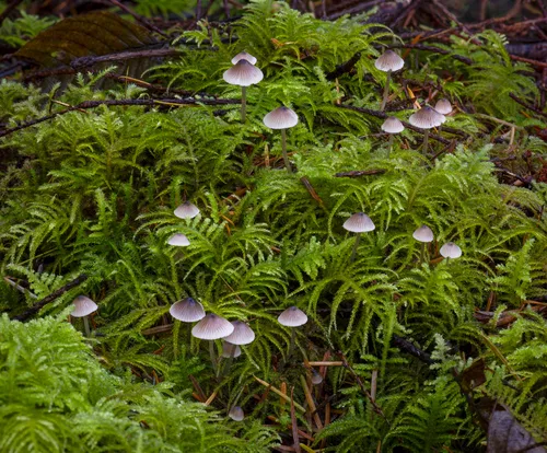 Mycena quiniaultensis