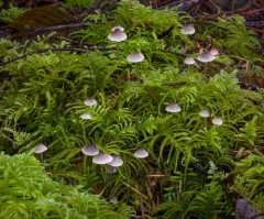 Mycena quiniaultensis thumbnail 1