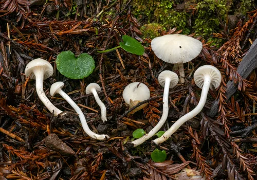 Hygrophorus lawrencei