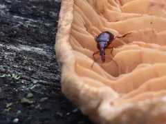 Tanyrhinus singularis thumbnail 1