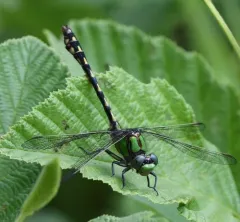 Brook Snaketail thumbnail 3
