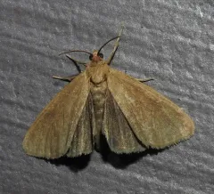 Tawny Virbia Moth thumbnail 2