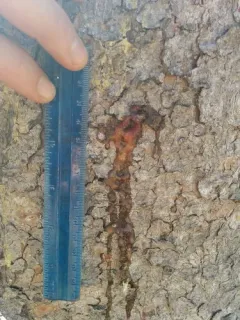 Mountain Pine Beetle thumbnail 4