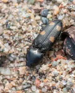 Kindred Heart Click Beetle thumbnail 4