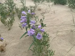 Blowout beardtongue thumbnail 3
