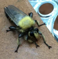 Laphria grossa thumbnail 4