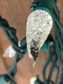 Ellabella editha thumbnail 3