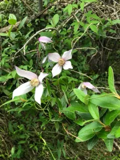 Alpine Clematis thumbnail 3