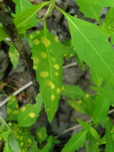 Puccinia angustata