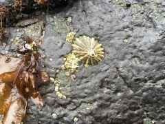 Rough Limpet thumbnail 3