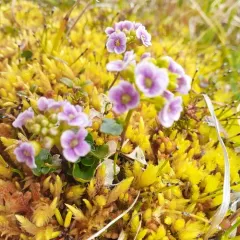 Purple Bitter-cress thumbnail 4