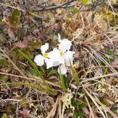 Naked-stemmed Wallflower thumbnail 4