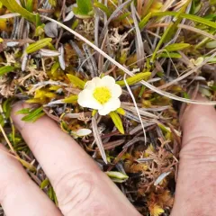 Entireleaf Mountain-Avens thumbnail 3
