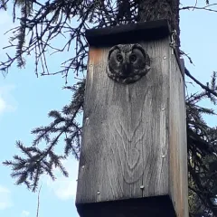 Boreal Owl thumbnail 3