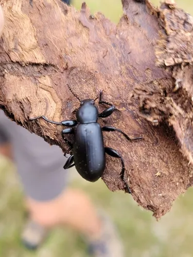 Smooth Darkling Beetle