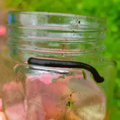 North American Medicinal Leech thumbnail 1
