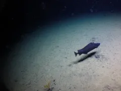 Pacific Flatnose thumbnail 4