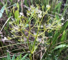 Marsh Valerian thumbnail 2