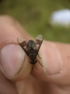 Chrysops sordidus thumbnail 4