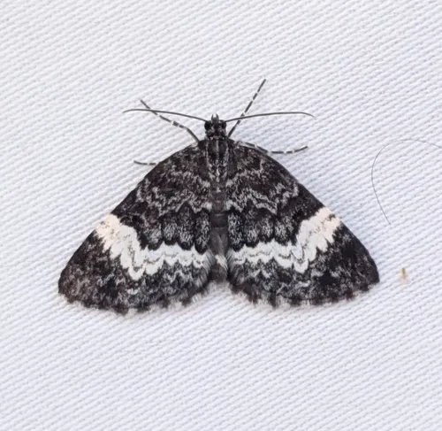 White-banded Carpet Moth
