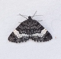 White-banded Carpet Moth thumbnail 1
