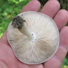 Deer Mushroom thumbnail 4