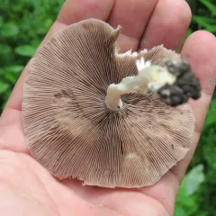 Pale Brittlestem thumbnail 4