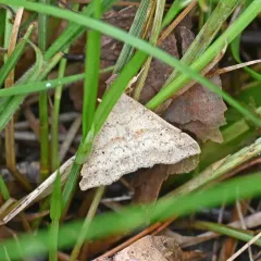Dotted Renia Moth thumbnail 3