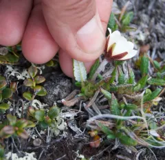 Ajan Mountain-avens thumbnail 3
