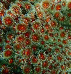 Californian Strawberry Anemone thumbnail 3
