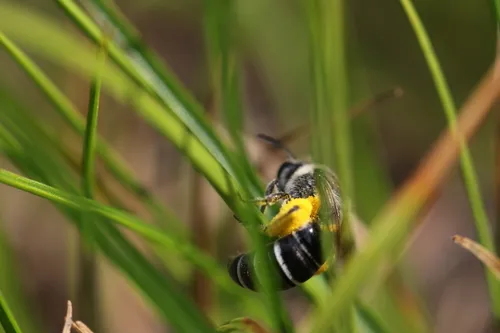 Colletes banksi