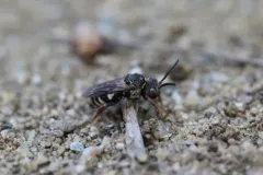 Canadian Cellophane-cuckoo Bee thumbnail 2
