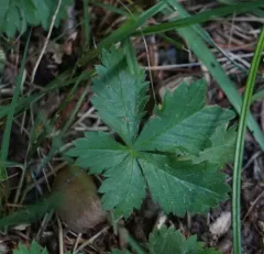 dwarf cinquefoil thumbnail 2