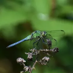 Western Pondhawk thumbnail 3