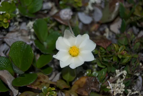 Crenulate-leaved Mountain-Avens