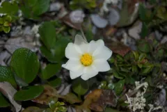 Crenulate-leaved Mountain-Avens thumbnail 1