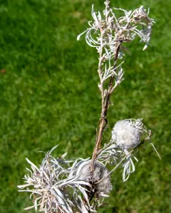 Woolly Bud Gall Midge thumbnail 2