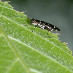 Beech Borer thumbnail 4