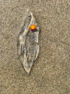 Common Salp thumbnail 4