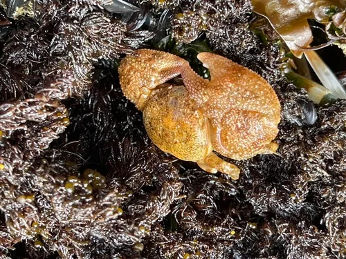 pubescent porcelain crab