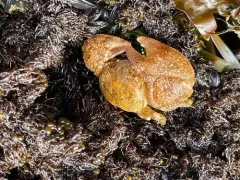 pubescent porcelain crab thumbnail 1
