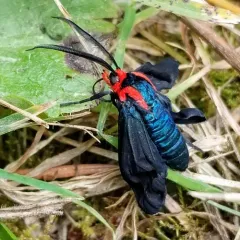 White-tipped Ctenucha thumbnail 2