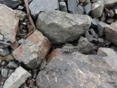 Kennicott's Spur-throat Grasshopper thumbnail 4