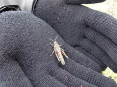 Xanthippus brooksi thumbnail 4