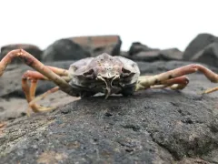 Hyas alutaceus thumbnail 4