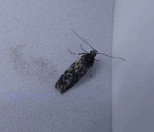 Gelechia lynceella